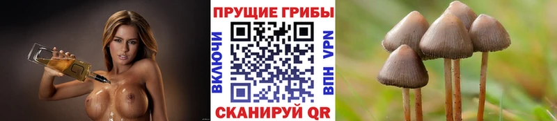 Псилоцибиновые грибы Cubensis  Талдом 